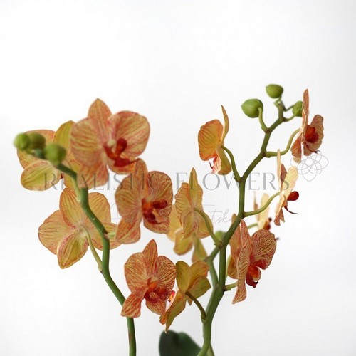 МК по орхидее фаленопсис «RAVELLO»