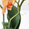 МК по орхидее фаленопсис «RAVELLO»