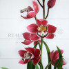 МК по орхидее цимбидиум